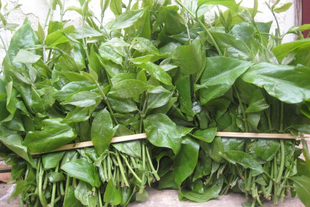 Lá rau ngót rừng 